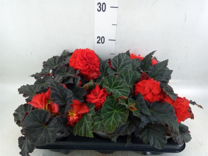 <h4>Begonia</h4>