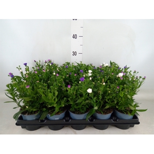 Aster n-b   ...