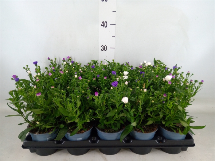 <h4>Aster n-b   ...</h4>