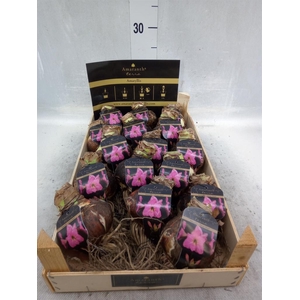 Hippeastrum   ...flowerbulbs