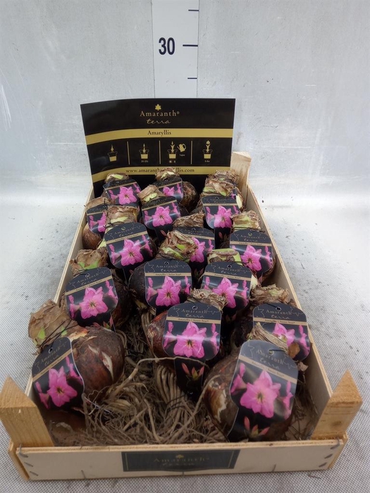 <h4>Hippeastrum   ...flowerbulbs</h4>