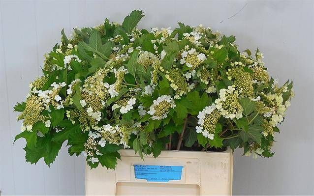 <h4>VIBURNUM OPULUS</h4>