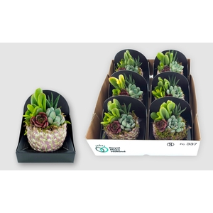 ARR SUCCULENTEN