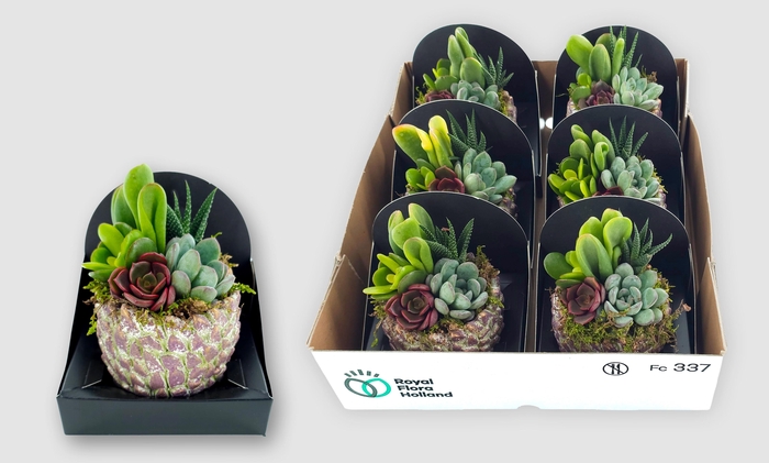 <h4>ARR SUCCULENTEN</h4>