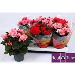 Begonia Elatior mix 14Ø 32cm