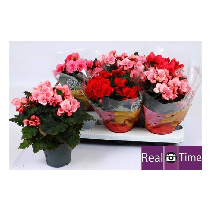 <h4>Begonia Elatior mix 14Ø 32cm</h4>