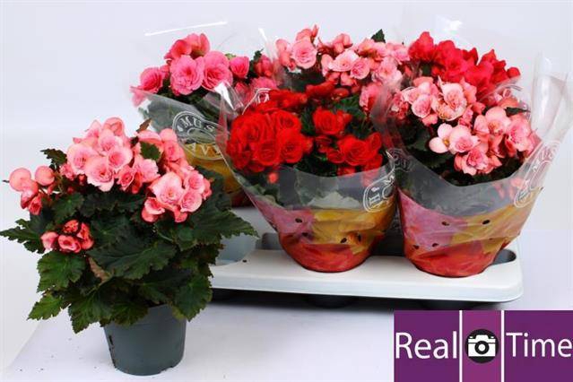 Begonia Elatior mix 14Ø 32cm
