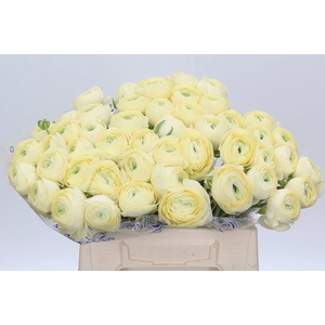 Ranunculus Clooney Comedia Extra