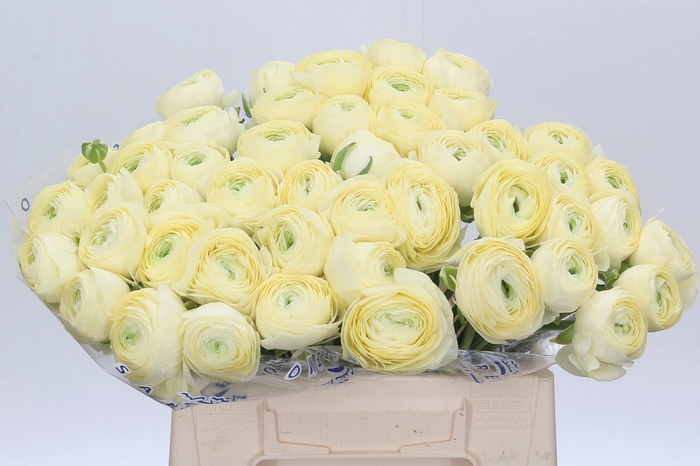 <h4>Ranunculus Clooney Comedia Extra</h4>