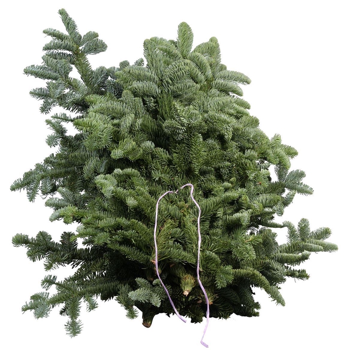 <h4>Nobilis Lilaband</h4>