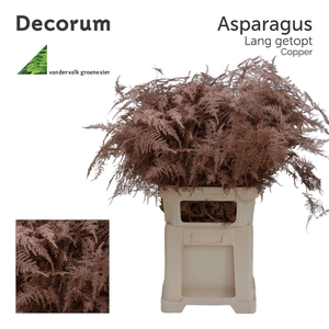 Asp lang getopt Copper