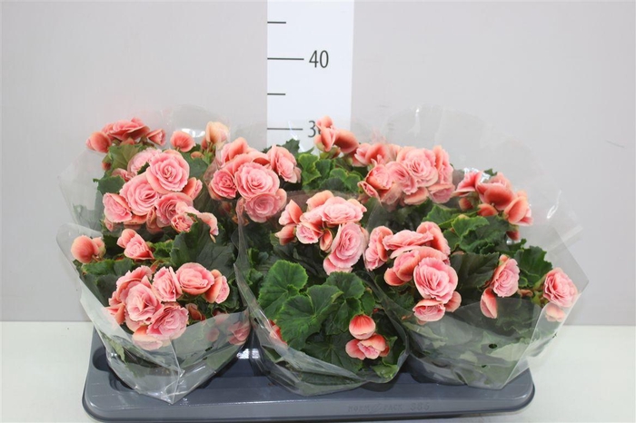 <h4>Begonia Du Borias</h4>