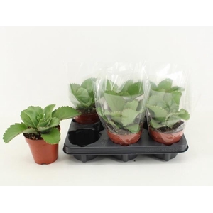 KALANCHOE DAIGREMONT