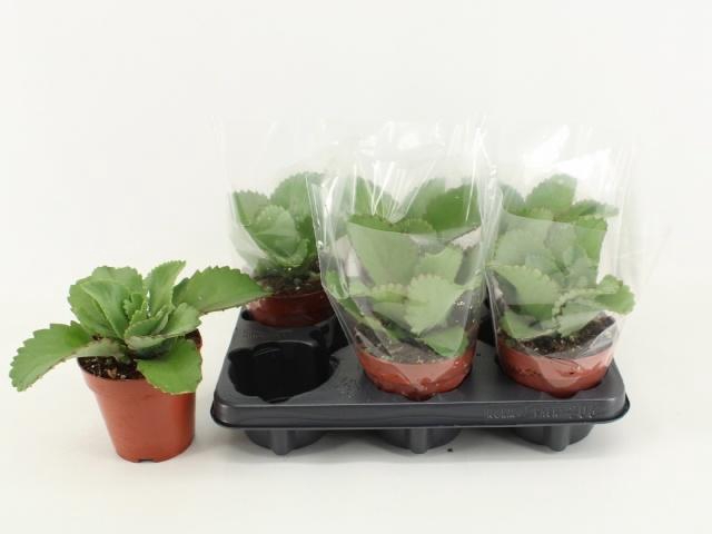 <h4>KALANCHOE DAIGREMONT</h4>