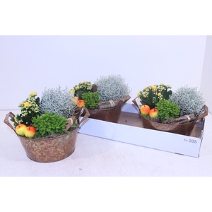 ARR TUINPLANTEN