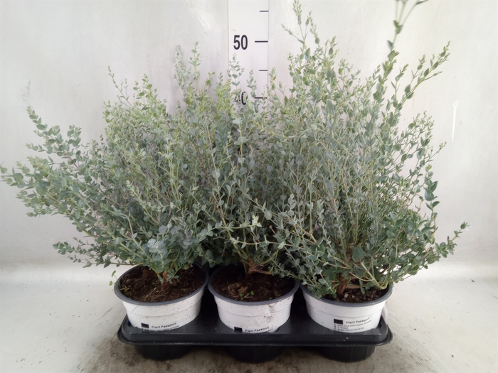 <h4>Eucalyptus gunnii</h4>