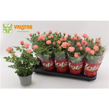 <h4>Rosa Lotz Zalm</h4>