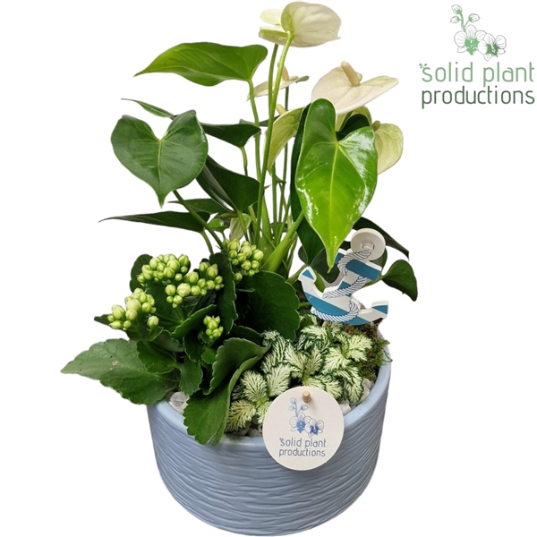 <h4>AT003 Loes Blue Anthurium</h4>