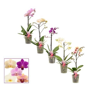 Phalaenopsis Multiflora 1 Tak Mix