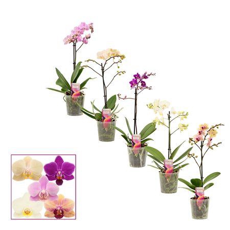 <h4>Phalaenopsis Multiflora 1 Tak Mix</h4>