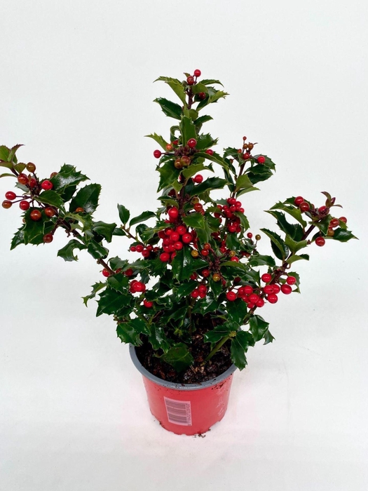 Ilex meserveae