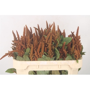 Amaranthus Cr Hot Biscuits