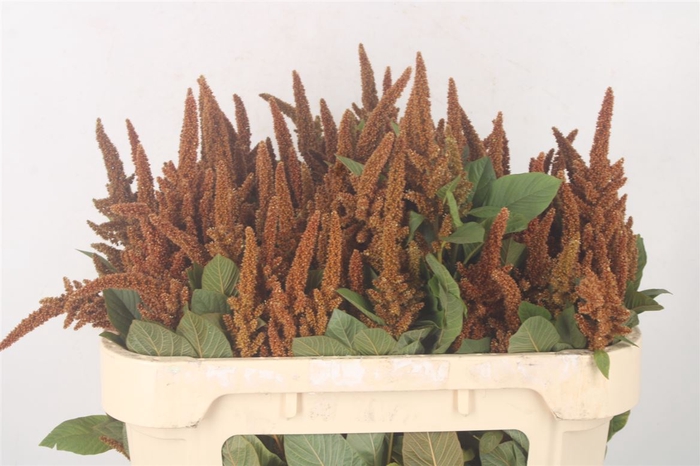 <h4>Amaranthus Cr Hot Biscuits</h4>