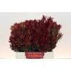 Leucadendron Blush Spray