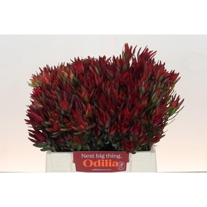 Leucadendron Blush Spray