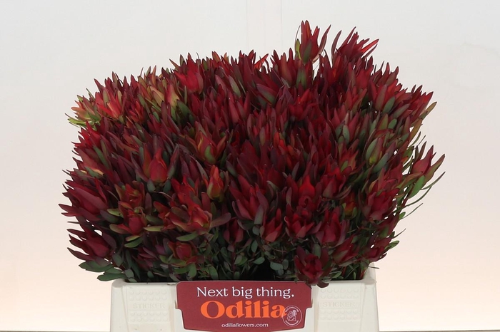 Leucadendron Blush Spray