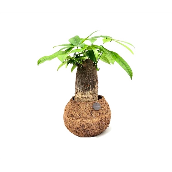 <h4>Kokodama 17 cm Bonsai mix (No string)</h4>