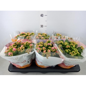 Kalanchoe blos. 'RosDon Alano'