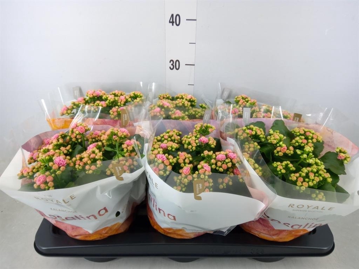 <h4>Kalanchoe blos. 'RosDon Alano'</h4>