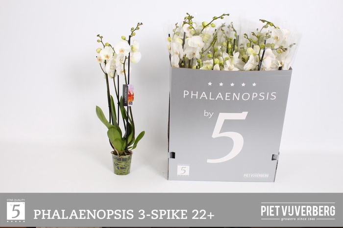 <h4>PHAL OV WIT</h4>