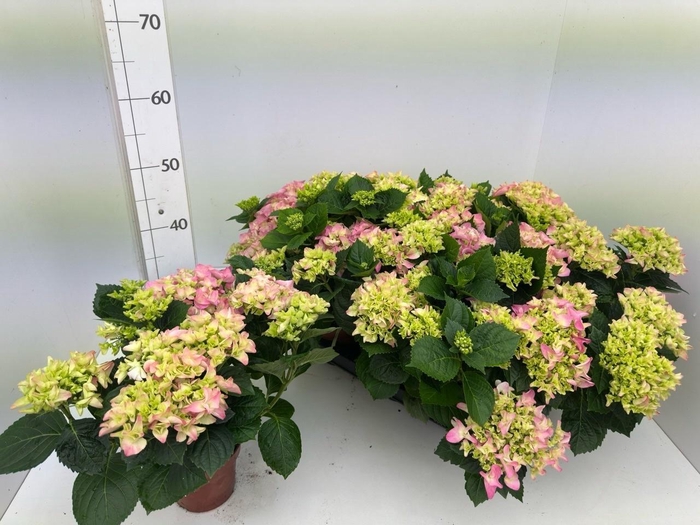 <h4>HYDR M EARLY ROSA</h4>