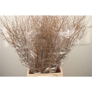 Corylopsis S Cynthia