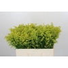 Solidago Tara Gold