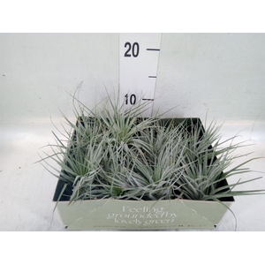 Tillandsia
