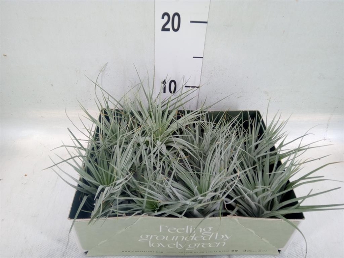 <h4>Tillandsia</h4>