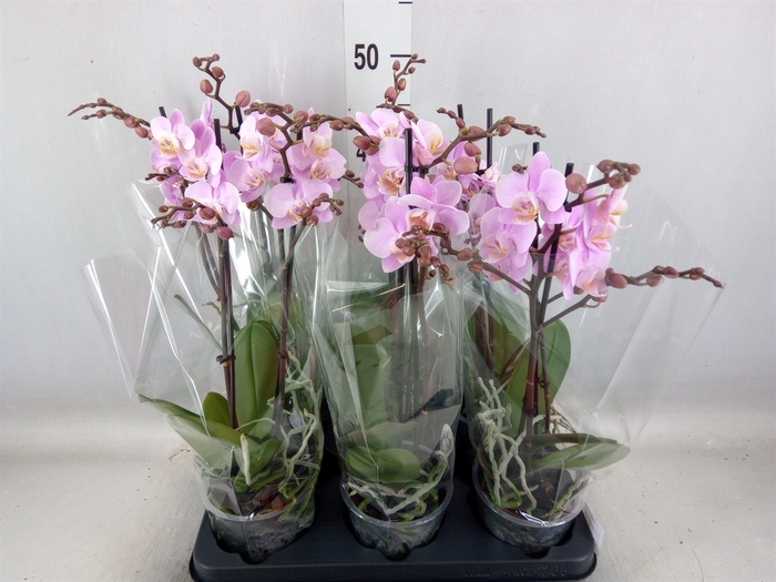 <h4>Phalaenopsis multi. 'Beaution'</h4>