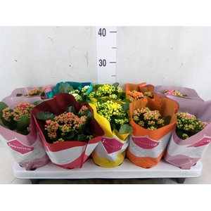 Kalanchoe blos. 'Perfecta'  ..mix 5