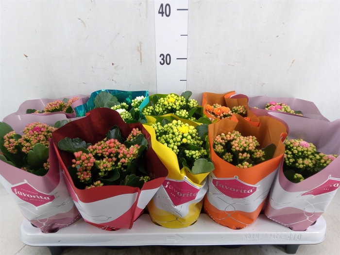 <h4>Kalanchoe blos. 'Perfecta'  ..mix 5</h4>