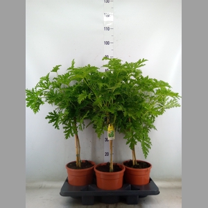 Pelargonium graveolens 'Lemon Tree'