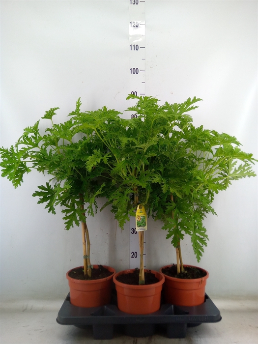 <h4>Pelargonium graveolens 'Lemon Tree'</h4>