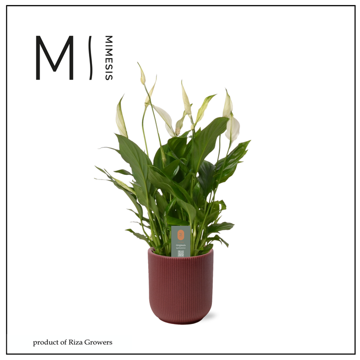 <h4>Spathiphyllum Bellini - 13cm in Atlanta Burgundy | Mimesis</h4>