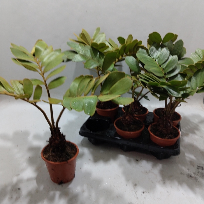 <h4>ZAMIA</h4>
