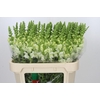 Antirrhinum Potomac Ivory White