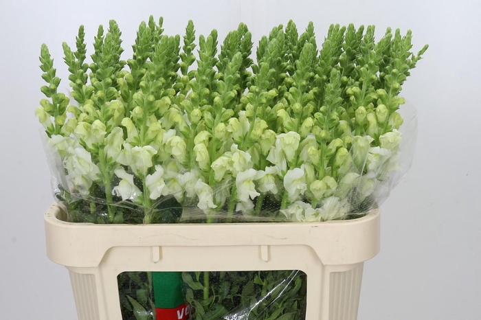 <h4>Antirrhinum Potomac Ivory White</h4>