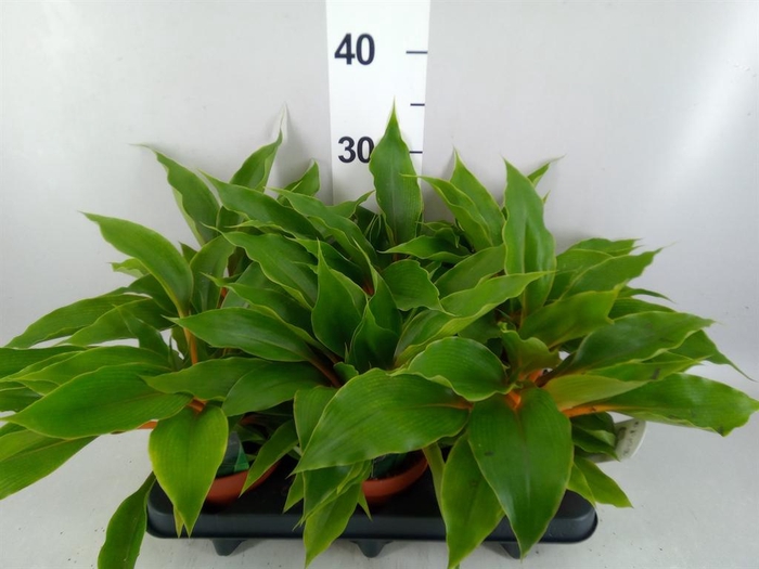 <h4>Chlorophytum orchi. 'Fire Flash'</h4>