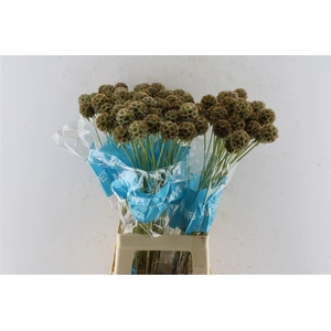 Scabiosa Stellata Seeds
